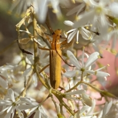 Stenoderus concolor (Longhorn Beetle) at Googong Foreshore - 15 Feb 2022 by SteveBorkowskis
