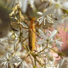 Stenoderus concolor (Longhorn Beetle) at Googong, NSW - 14 Feb 2022 by Steve_Bok