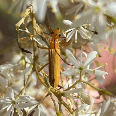 Stenoderus concolor (Longhorn Beetle) at Googong Foreshore - 14 Feb 2022 by Steve_Bok