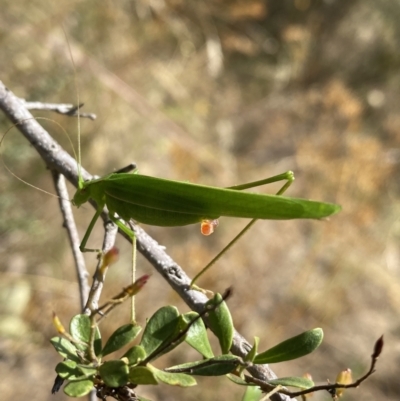 Polichne parvicauda (Short-tailed Polichne) at Googong, NSW - 15 Feb 2022 by SteveBorkowskis