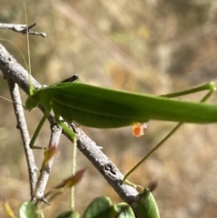 Polichne parvicauda at Googong, NSW - 15 Feb 2022