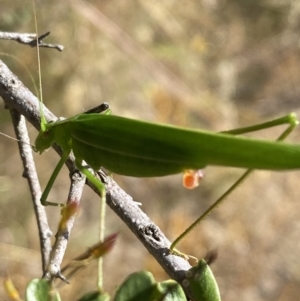 Polichne parvicauda at Googong, NSW - 15 Feb 2022 10:25 AM