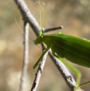 Polichne parvicauda at Googong, NSW - 15 Feb 2022 10:25 AM