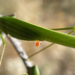 Polichne parvicauda at Googong, NSW - 15 Feb 2022 10:25 AM