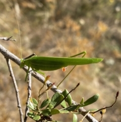 Polichne parvicauda at Googong, NSW - 15 Feb 2022 10:25 AM