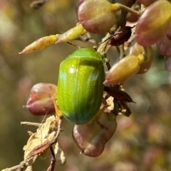 Calomela pallida (Leaf beetle) at Googong, NSW - 15 Feb 2022 by SteveBorkowskis