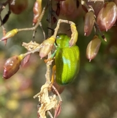 Calomela pallida at Googong, NSW - 15 Feb 2022