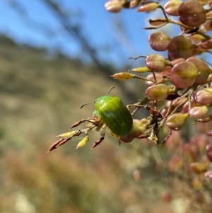 Calomela pallida at Googong, NSW - 15 Feb 2022