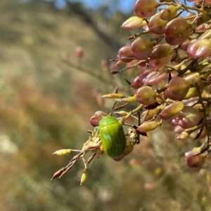 Calomela pallida at Googong, NSW - 15 Feb 2022