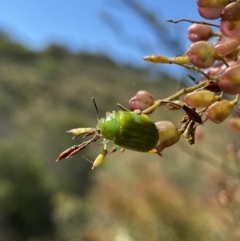 Calomela pallida at Googong, NSW - 15 Feb 2022