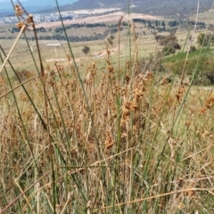 Juncus (genus) (A Rush) at Molonglo Valley, ACT - 14 Feb 2022 by sangio7