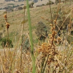 Juncus sp. at Molonglo Valley, ACT - 14 Feb 2022