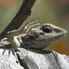 Amphibolurus muricatus (Jacky Lizard) at Mulligans Flat - 14 Feb 2022 by Christine