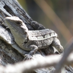 Amphibolurus muricatus at Forde, ACT - 14 Feb 2022 11:21 AM