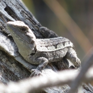 Amphibolurus muricatus at Forde, ACT - 14 Feb 2022