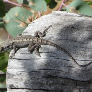 Amphibolurus muricatus at Forde, ACT - 14 Feb 2022