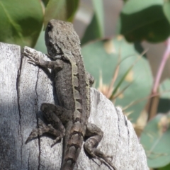 Amphibolurus muricatus at Forde, ACT - 14 Feb 2022