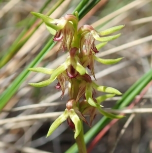 Corunastylis cornuta at Aranda, ACT - 11 Feb 2022