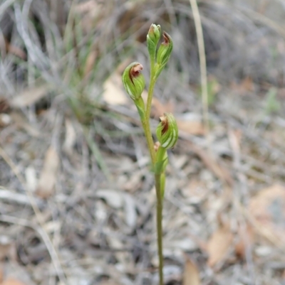 Speculantha rubescens (Blushing Tiny Greenhood) at Aranda Bushland - 11 Feb 2022 by CathB