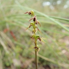 Corunastylis clivicola (Rufous midge orchid) at Aranda Bushland - 2 Feb 2022 by CathB