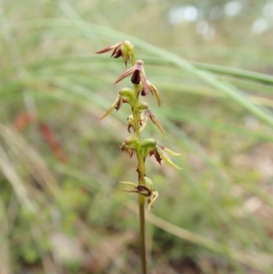 Corunastylis clivicola at Aranda, ACT - 2 Feb 2022