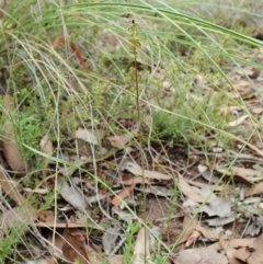 Corunastylis clivicola at Aranda, ACT - 2 Feb 2022