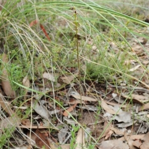 Corunastylis clivicola at Aranda, ACT - suppressed