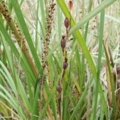 Calochilus montanus (Copper Beard Orchid) at Aranda Bushland - 2 Feb 2022 by CathB