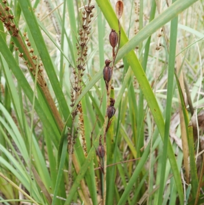 Calochilus montanus (Copper Beard Orchid) at Aranda Bushland - 2 Feb 2022 by CathB