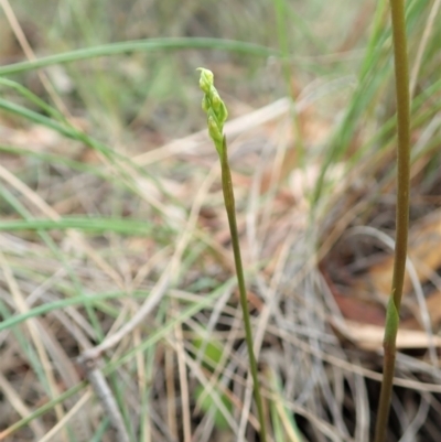 Corunastylis cornuta (Horned Midge Orchid) at Aranda, ACT - 1 Feb 2022 by CathB