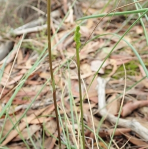 Corunastylis cornuta at Aranda, ACT - 2 Feb 2022