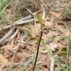 Speculantha rubescens (Blushing Tiny Greenhood) at Aranda, ACT - 1 Feb 2022 by CathB