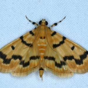 Dichocrocis clytusalis at Tumut, NSW - 13 Feb 2022