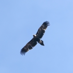 Aquila audax at Talbingo, NSW - 13 Feb 2022