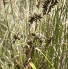 Scirpus polystachyus (Large-head Club-rush) at Cotter River, ACT - 10 Feb 2022 by JaneR