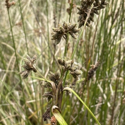 Scirpus polystachyus (Large-head Club-rush) at Cotter River, ACT - 10 Feb 2022 by JaneR