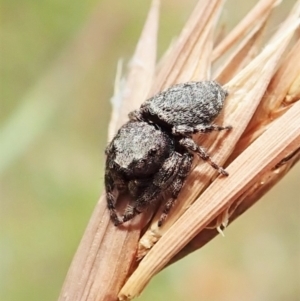 Simaetha sp. (genus) at Cook, ACT - 1 Feb 2022