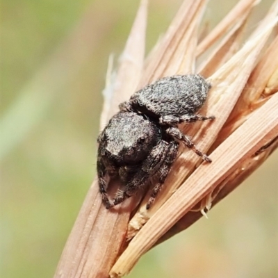 Simaetha sp. (genus) (Unidentified Brown jumper) at Cook, ACT - 1 Feb 2022 by CathB