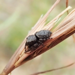 Simaetha sp. (genus) at Cook, ACT - 1 Feb 2022