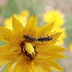 Nysius sp. (genus) (Seed bug) at Cook, ACT - 1 Feb 2022 by CathB