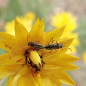 Nysius sp. (genus) at Cook, ACT - 1 Feb 2022