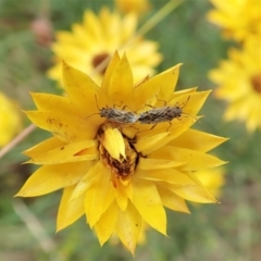 Nysius sp. (genus) at Cook, ACT - 1 Feb 2022