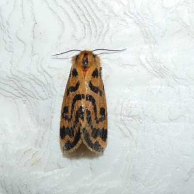 Ardices curvata (Crimson Tiger Moth) at McKellar, ACT - 15 Feb 2022 by Birdy