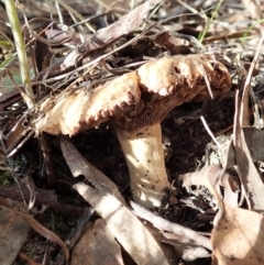 Unverified Cap on a stem; gills below cap [mushrooms or mushroom-like] at Cook, ACT - 1 Feb 2022 by CathB