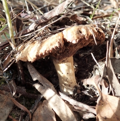 Unverified Cap on a stem; gills below cap [mushrooms or mushroom-like] at Cook, ACT - 1 Feb 2022 by CathB
