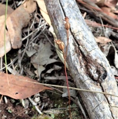 Caleana minor (Small Duck Orchid) at Aranda, ACT - 2 Feb 2022 by CathB