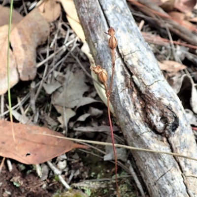 Caleana minor (Small Duck Orchid) at Aranda Bushland - 2 Feb 2022 by CathB