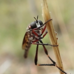Neosaropogon sp. (genus) (A robber fly) at Aranda Bushland - 1 Feb 2022 by CathB