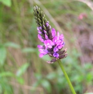 Cullen microcephalum at Cotter River, ACT - 13 Feb 2022