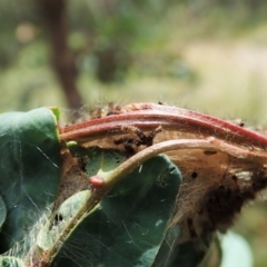 Orgyia anartoides (Painted Apple Moth) at Molonglo Valley, ACT - 19 Jan 2022 by CathB